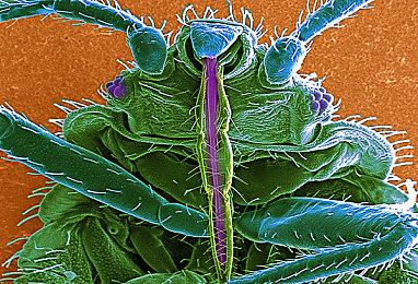 多人生存肉鸽新作《天启派对》登录新品节，开启公开试玩！